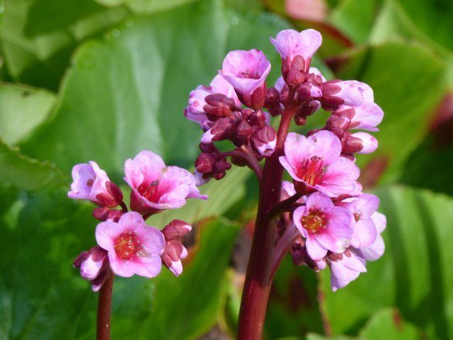 What Flowers Like Clay Soil